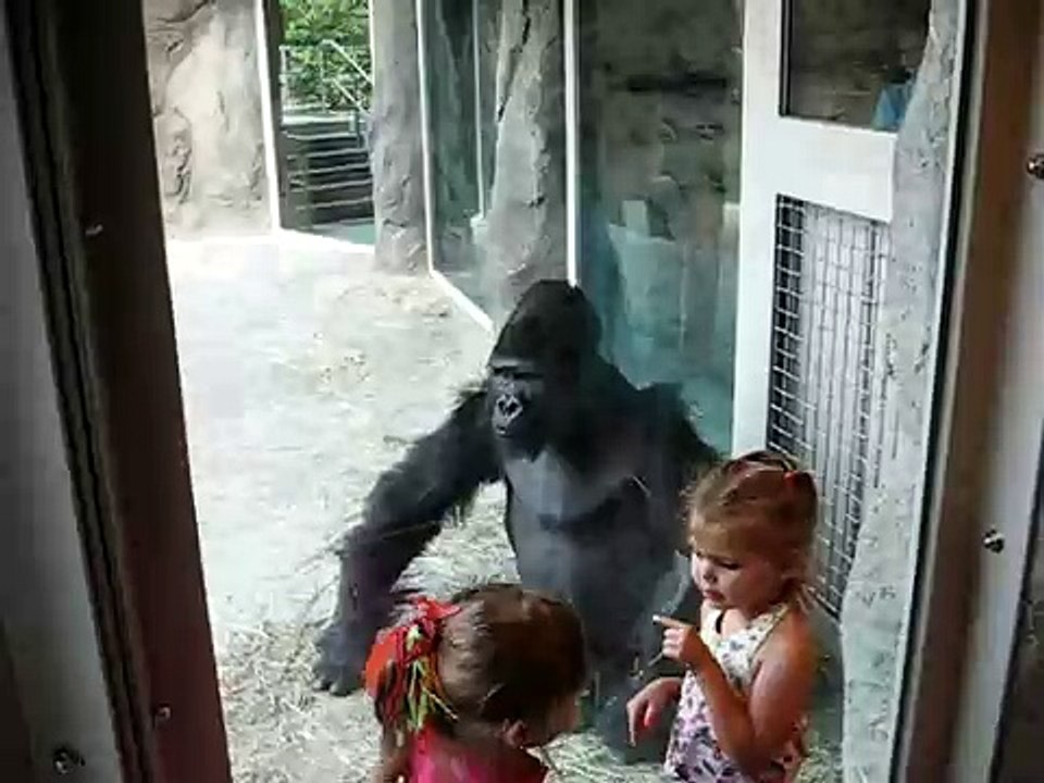 Dallas Zoo - Patrick the Gorilla 1