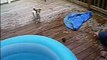 Molly my Jack Russel in Jump in my pool