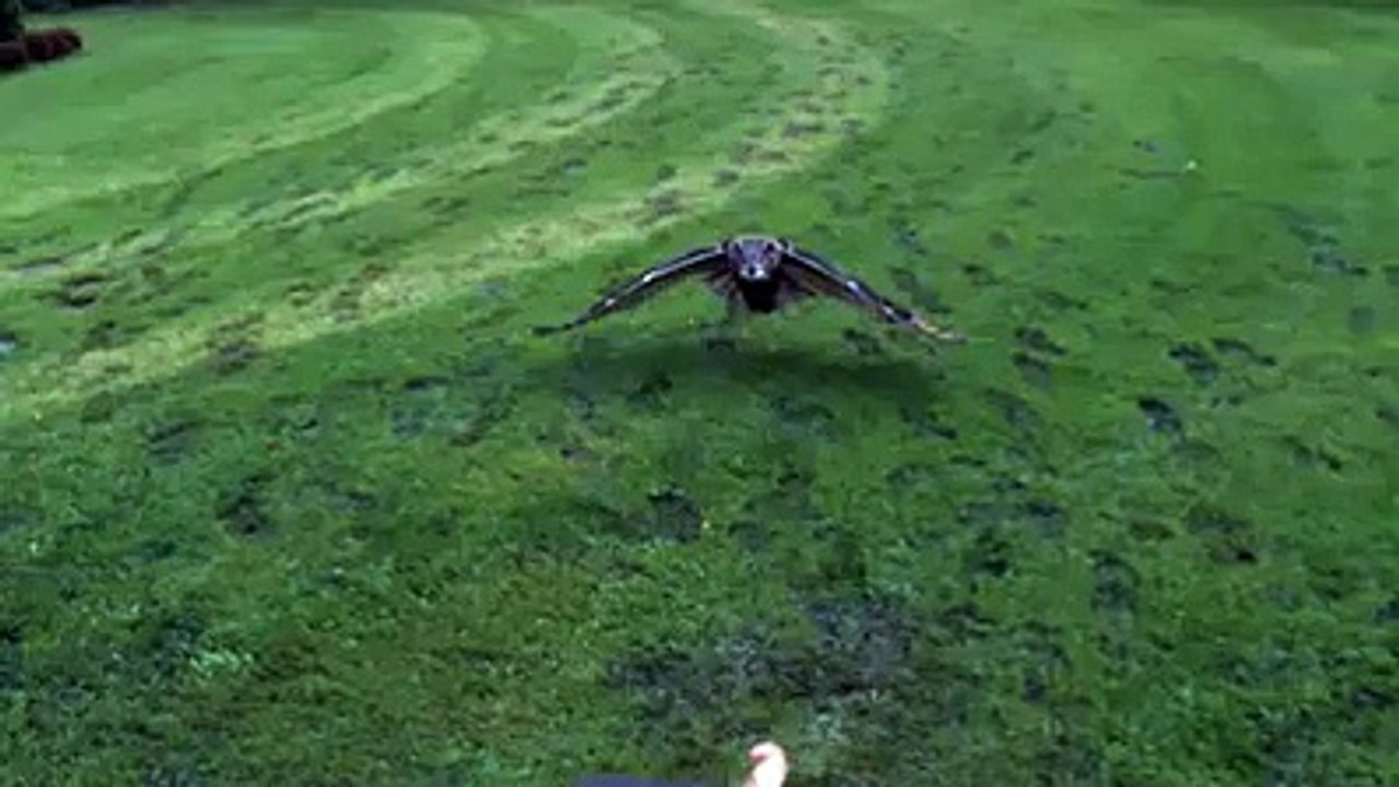 Flying of an Owl in Slow Motion video Dailymotion