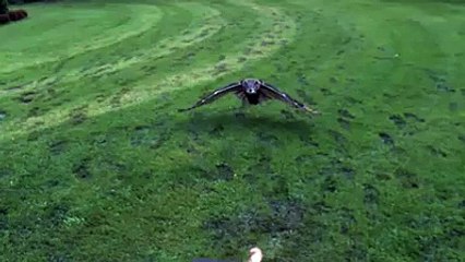 Flying of an Owl in Slow Motion