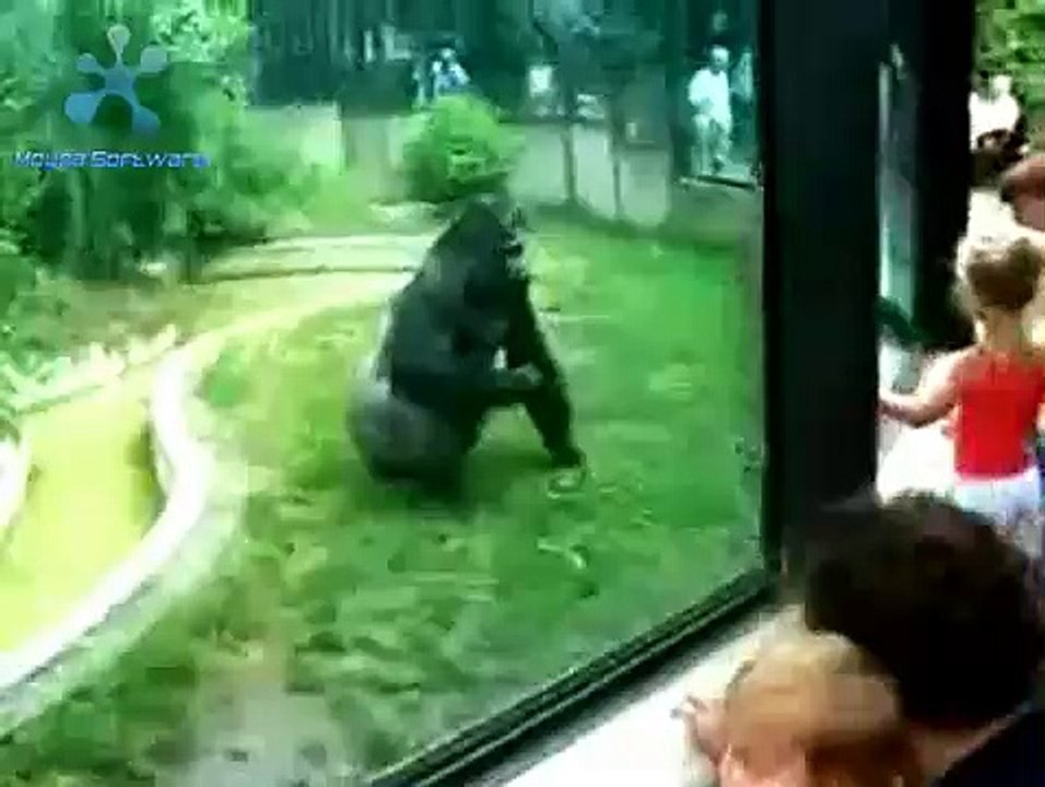 gorilla eating poop