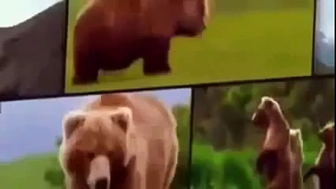 Animal Planet & Documentary | Grizzly Bears Full Documentaries Animal Planet, Nation Geogr