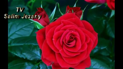 القران الكريم بصوت الحاج باسم الكربلائي روعه