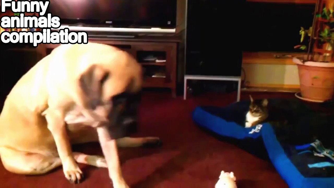 Funny Cats Stealing Dog Beds Compilation 2015 HD