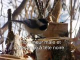 Mangeoires d'oiseaux en rondins et bûches de Bouleau