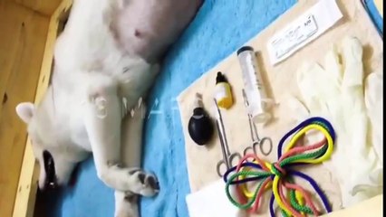 Dog Give Birth- Amazing- So Cute- Animal World.