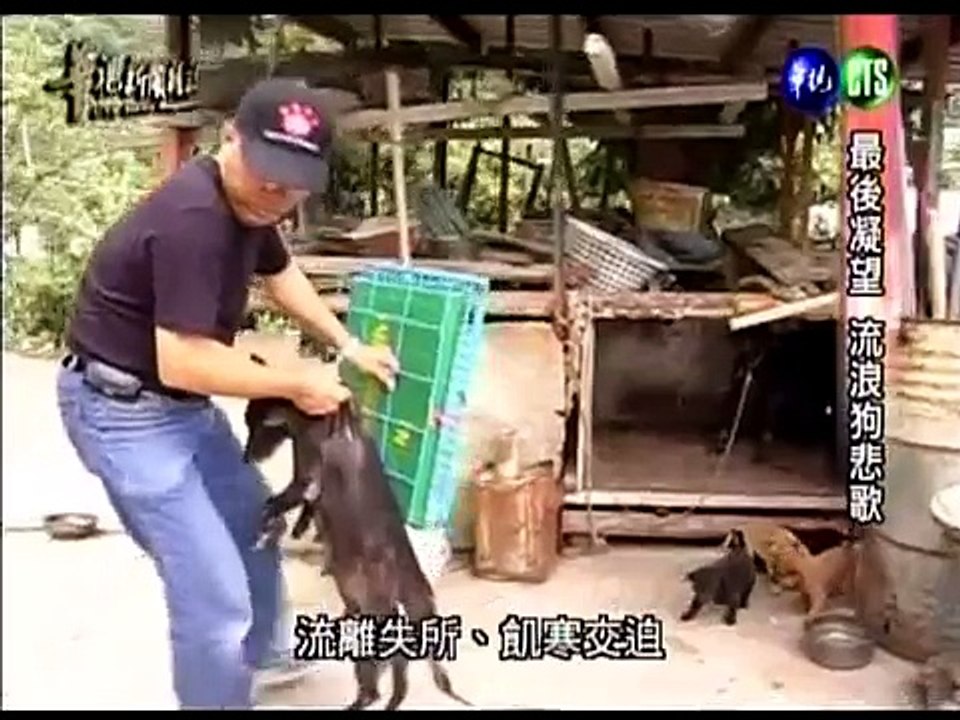 流浪狗悲歌