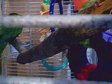 Severe Macaw Escape Artist