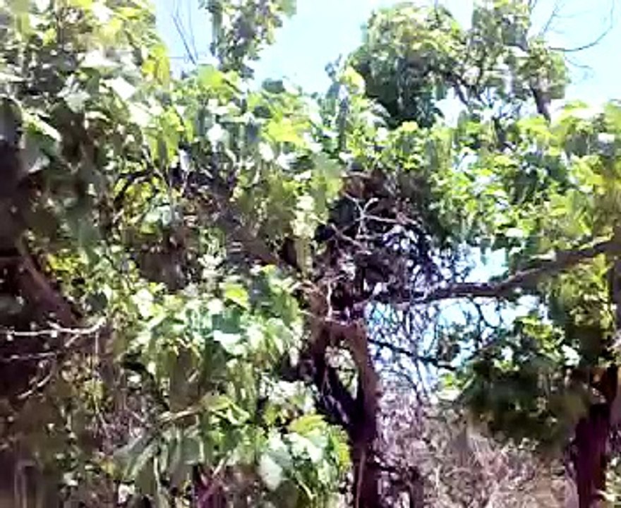 جبل ادقس