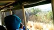 African Elephant charging at safaris