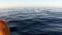 Paddle boarders close encounter with the largest animal in the world