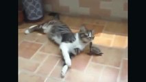 Смешные коты и кошки  Приколы 2015    Funny cats compilation and jokes