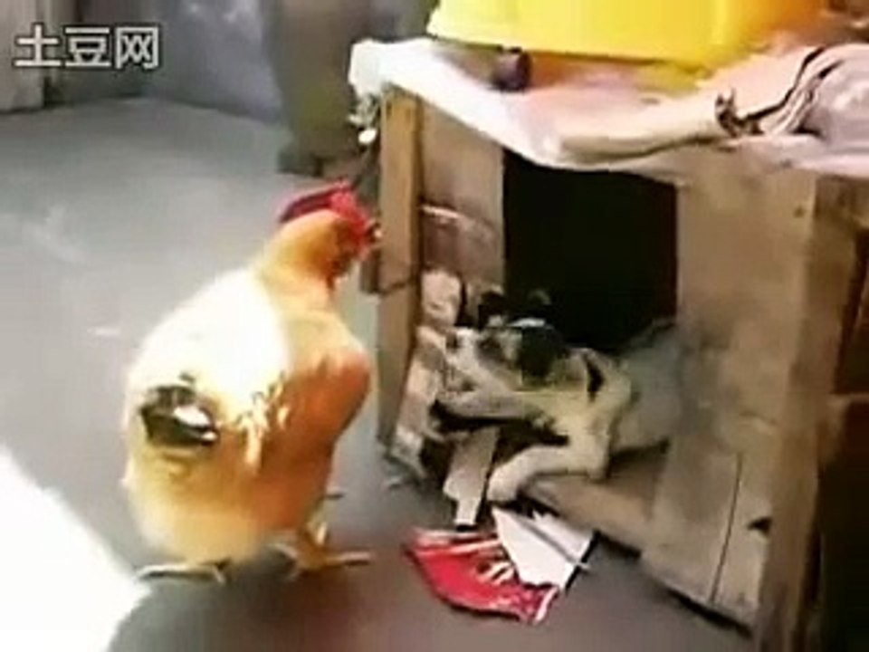 perro violador de gallinas