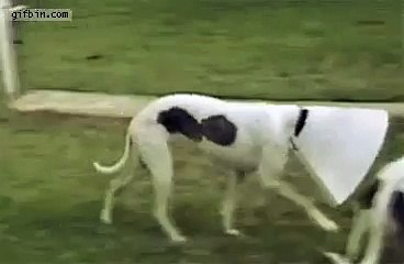 Perro comiendo con collar isabelino