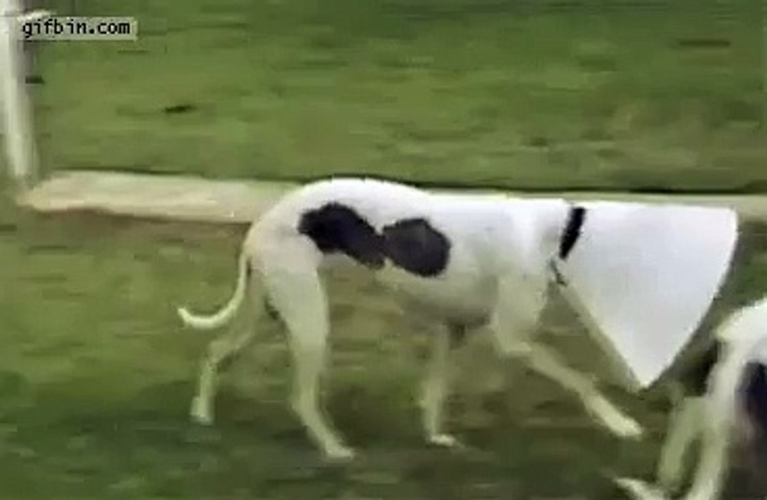 Perro comiendo con collar isabelino