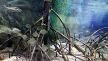 [HD] Mangrove @ S.E.A. Aquarium [16/17]