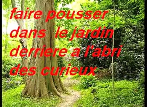 La beuh en poussiere-parodie cabrel mes murs de poussière