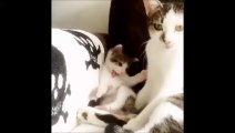 Adorable Kitten Copies Momma Cat Bathing