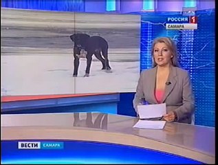 Прохожий спас собаку