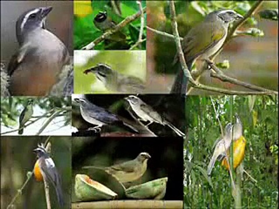 o canto do trinca ferro ou picharro ( saltator similis )