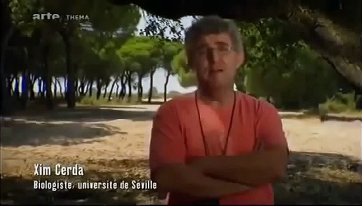 documentaire - La guerre des fourmis - National Geographic Family HD