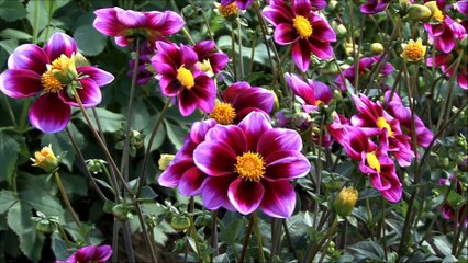 Main phir pritam kay charno main (Sahibzadi Amtul-Quddus Sahiba)