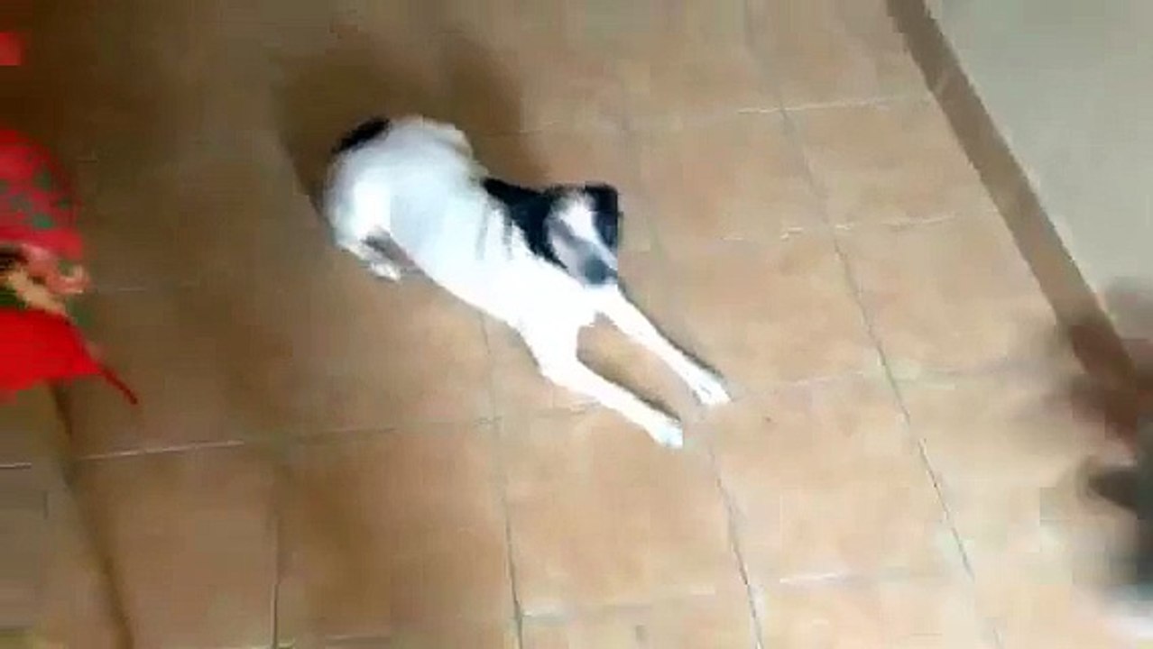 Samy samy santurrona