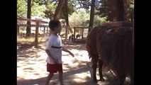 Llama Spits On Kid