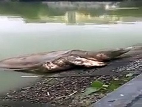 إنها ليست سلحفاة عادية، إنها دوناتيلو