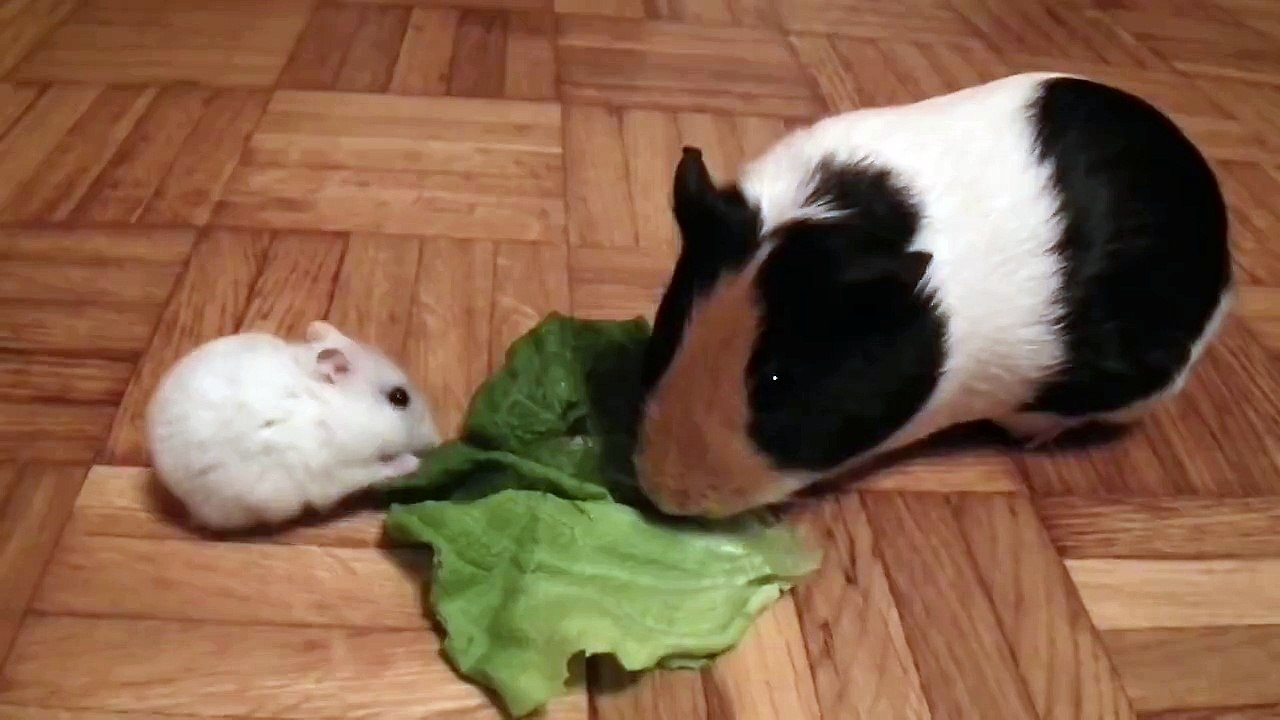 Lemming vs Guinea pig - food fight!