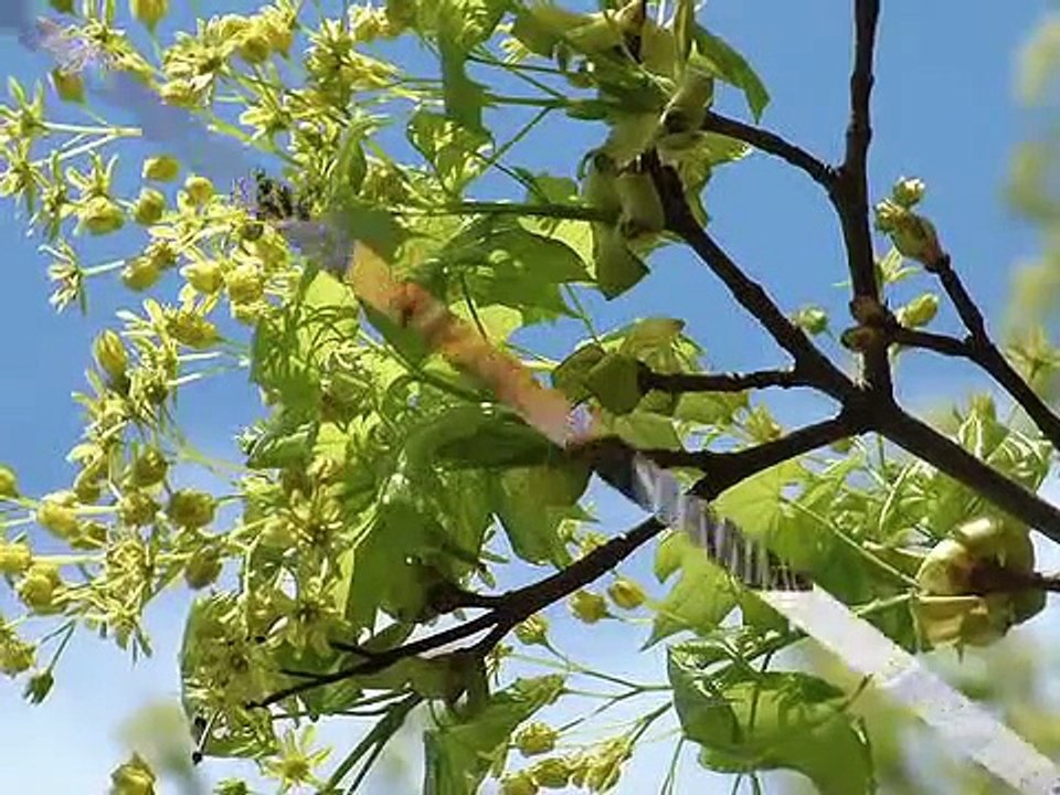 Rene Simard - Non...pleure pas (1974)