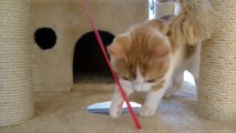 【くっP】子猫の一人遊び - A kitten plays a toy alone -