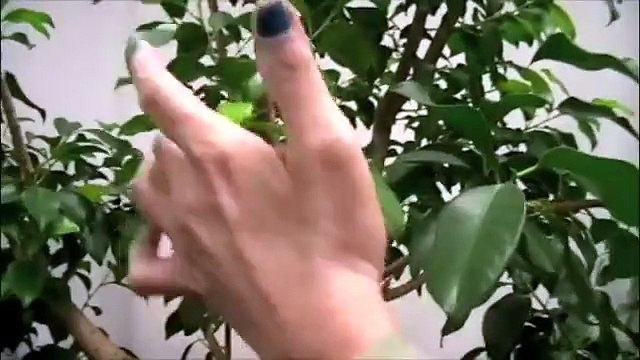 Prune this: Pruning a Ficus Tree, Ficus Nitida