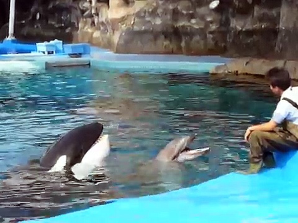 名古屋港水族館　シャチのナミとイルカのルル