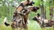 African Wild Dog African Painted Dog Animal Planet Nature Documentary HD