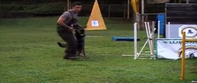 Adiestramiento de perros  ataque lanzado y soltar a la orden