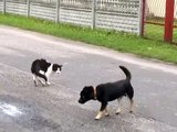 kot ktory nie boi sie psów