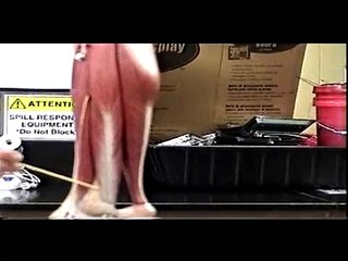 Muscles of the Lower Leg