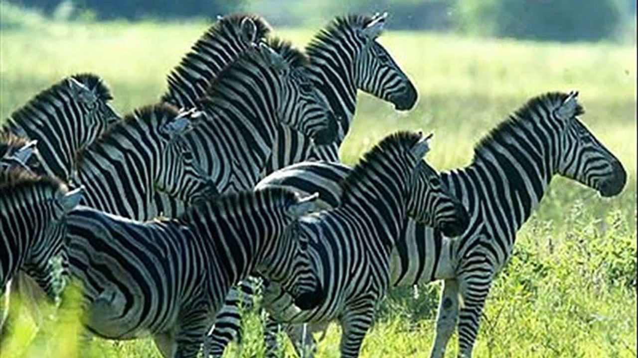 animal adaptations zebra