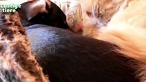 Nette Hunde und Katzen Schlafen in witzigem Position Zusammenstellung, Teil 1