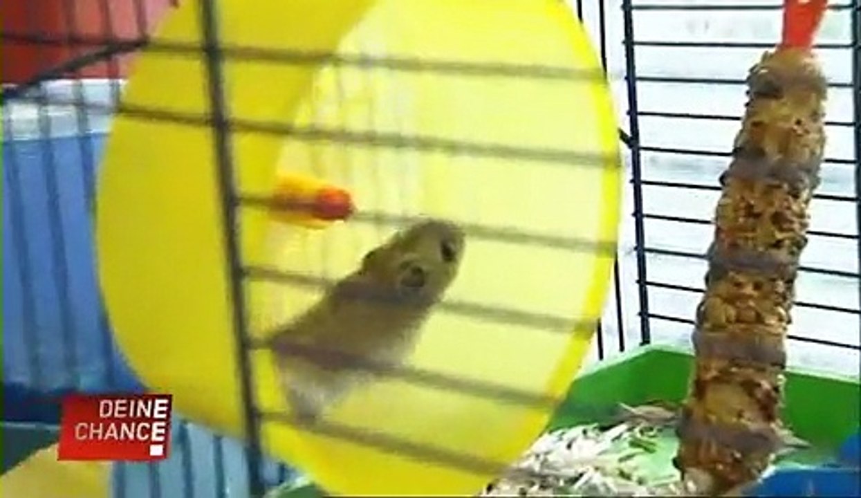 DUFTMARKE - Deine Chance Teil 2 - 3 Bewerber 1 Hund