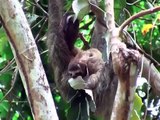 Sloths: Three-toed sloths