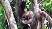 Sloths: Three-toed sloths