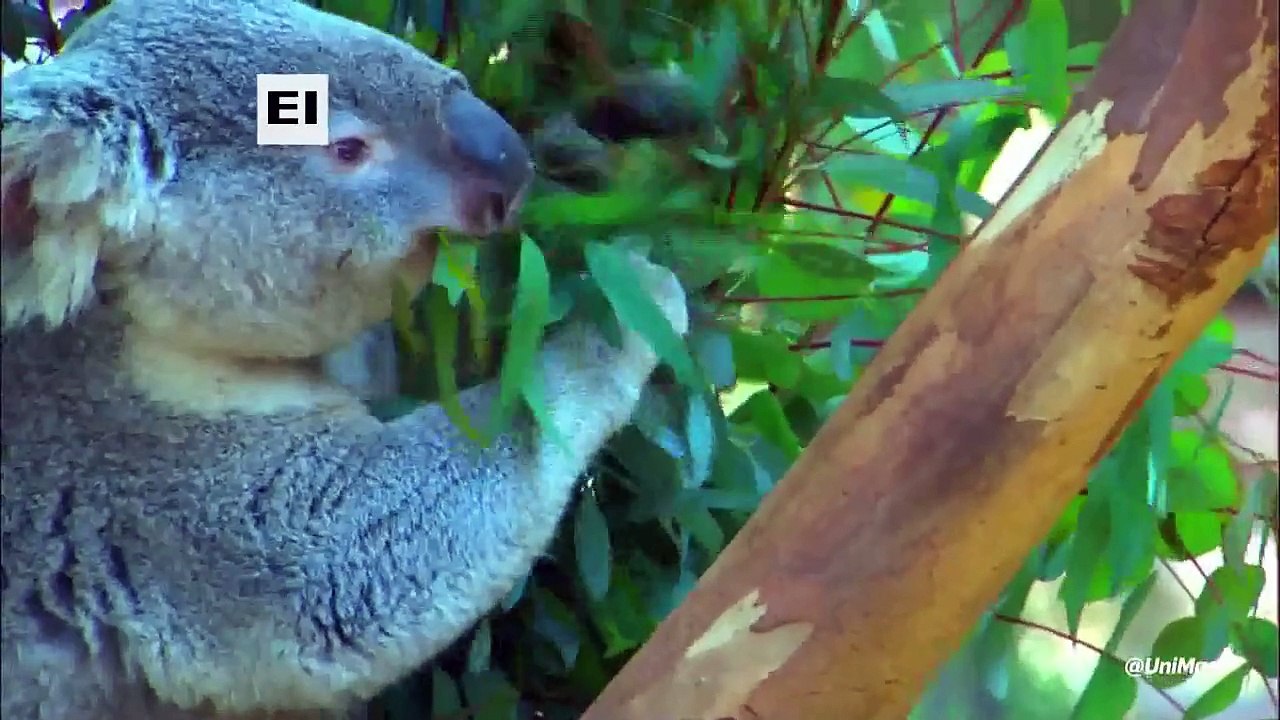 Reino animal --adaptacion al ambiente --parte 1