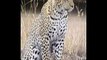 Leopard Tiere Animals Natur SelMcKenzie Selzer-McKenzie