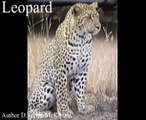 Leopard Tiere Animals Natur SelMcKenzie Selzer-McKenzie