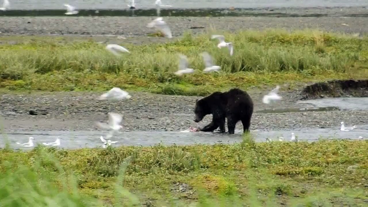 Brown Bear fishing salmon in Admiralty Island