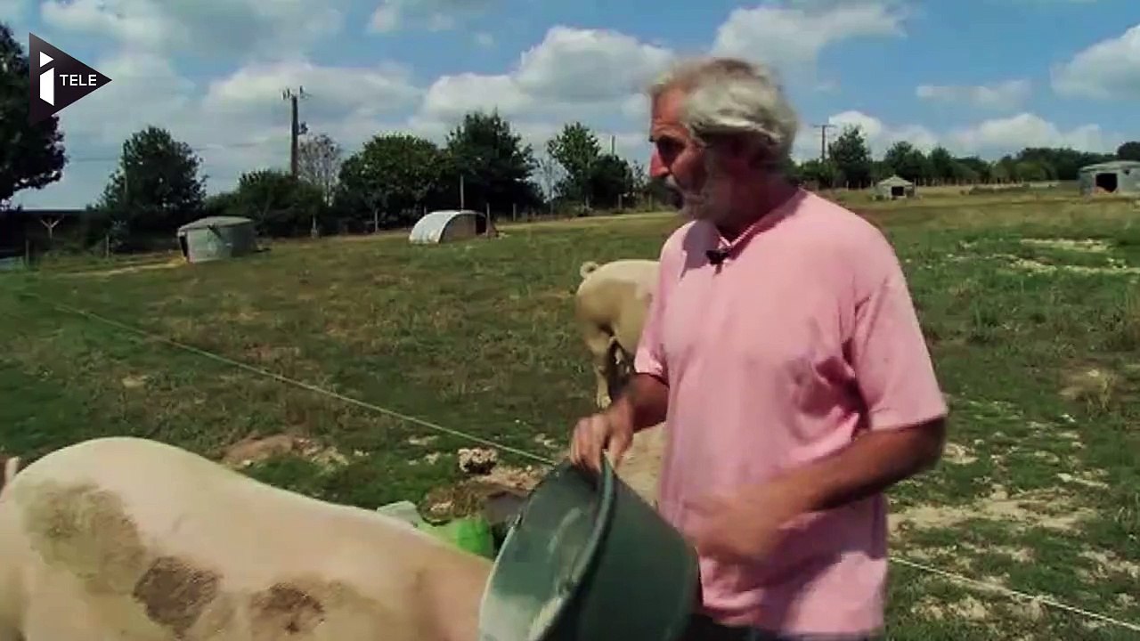 Comparé aux élevages conventionnels, le porc bio se vend bien