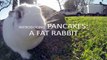 Pancakes: A Fat Rabbit (GoPro Hero3 Slow Motion)