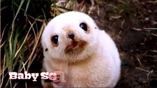 Oricults | Top 10 Cutest Baby Animals